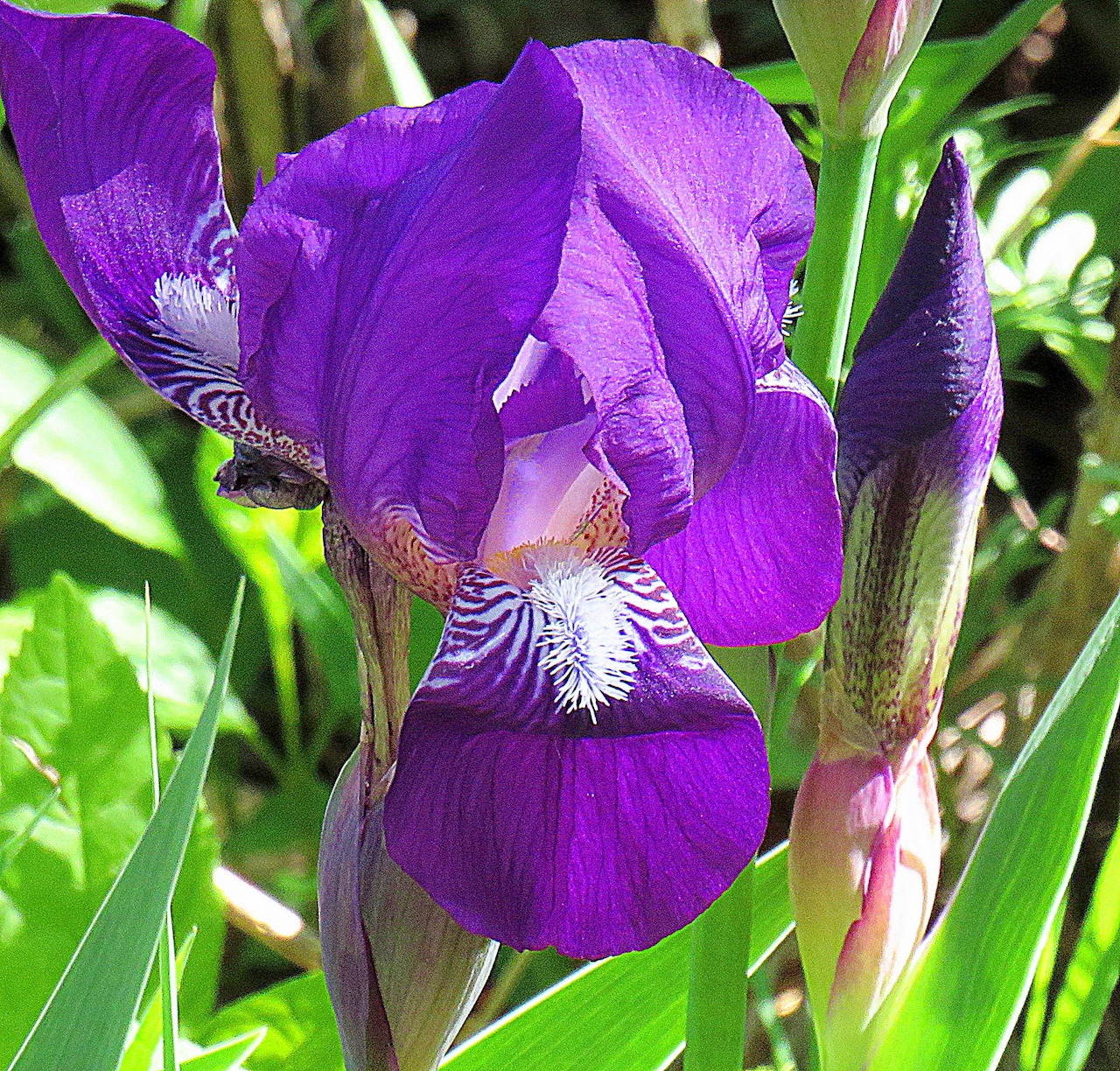 Close-up of a purple iris flower with white striped petals in a garden