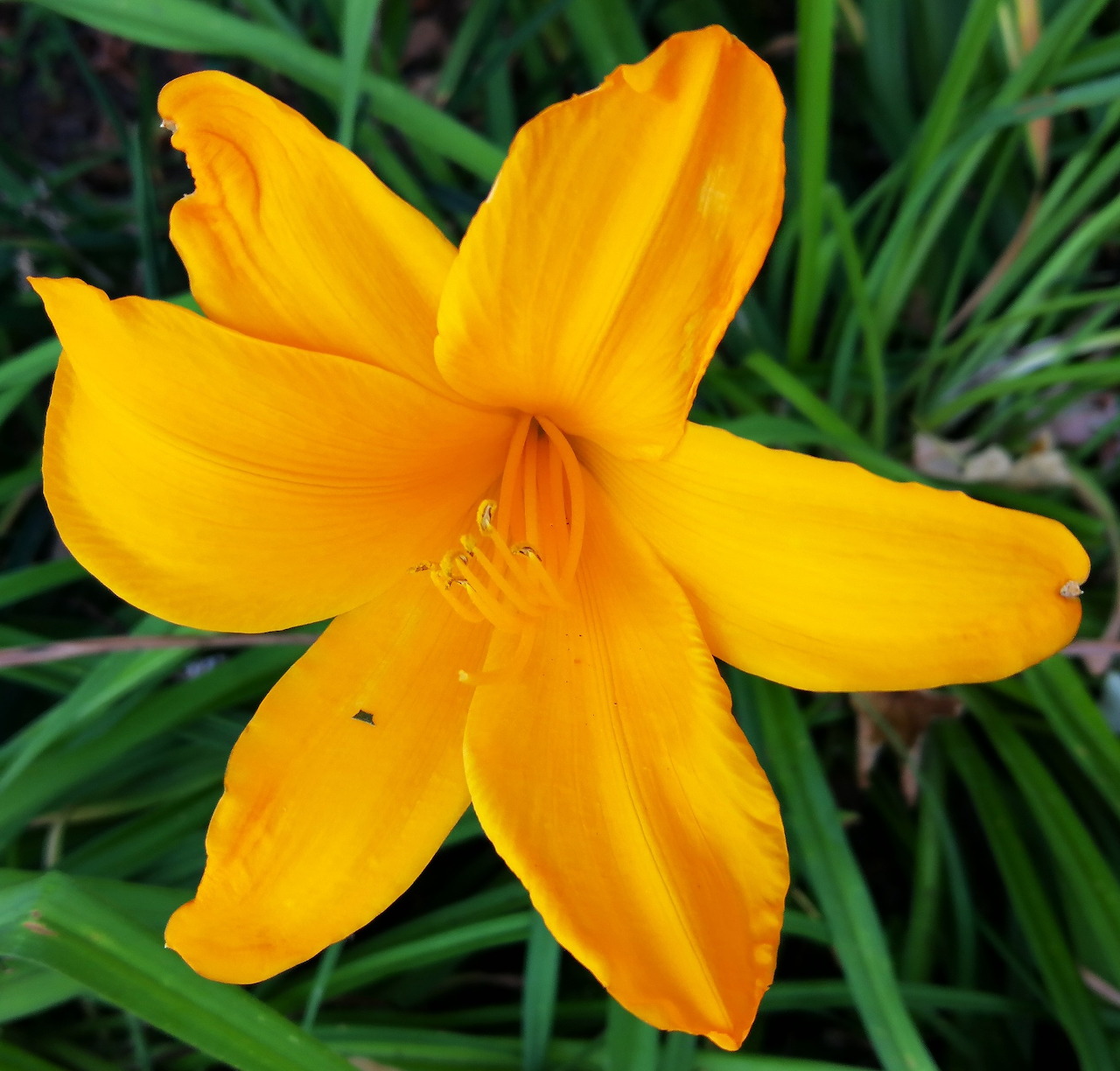 Close-up of a bright orange-yellow lily flower surrounded by green leaves