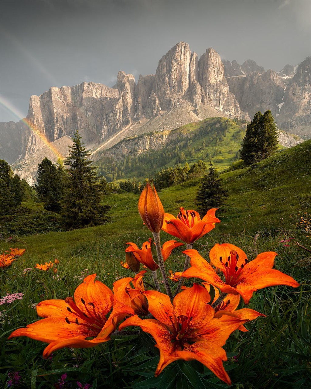 Orange lilies in bloom with rocky mountain peaks and green alpine meadows in the background