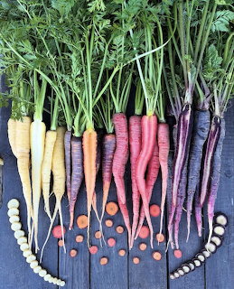 Colorful heirloom carrots arranged by color from white to purple on dark wood with sliced rounds
