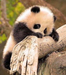Baby panda cub resting on a wooden log and looking at the camera