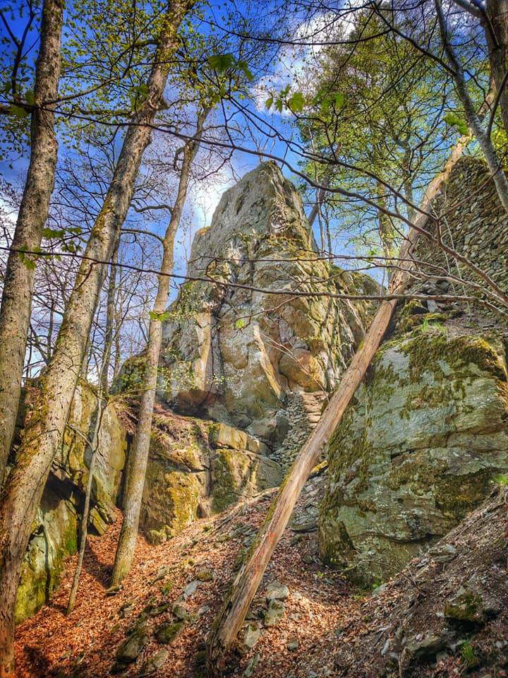 Tall rock formation of castle ruins surrounded by trees and forest floor with fallen leaves