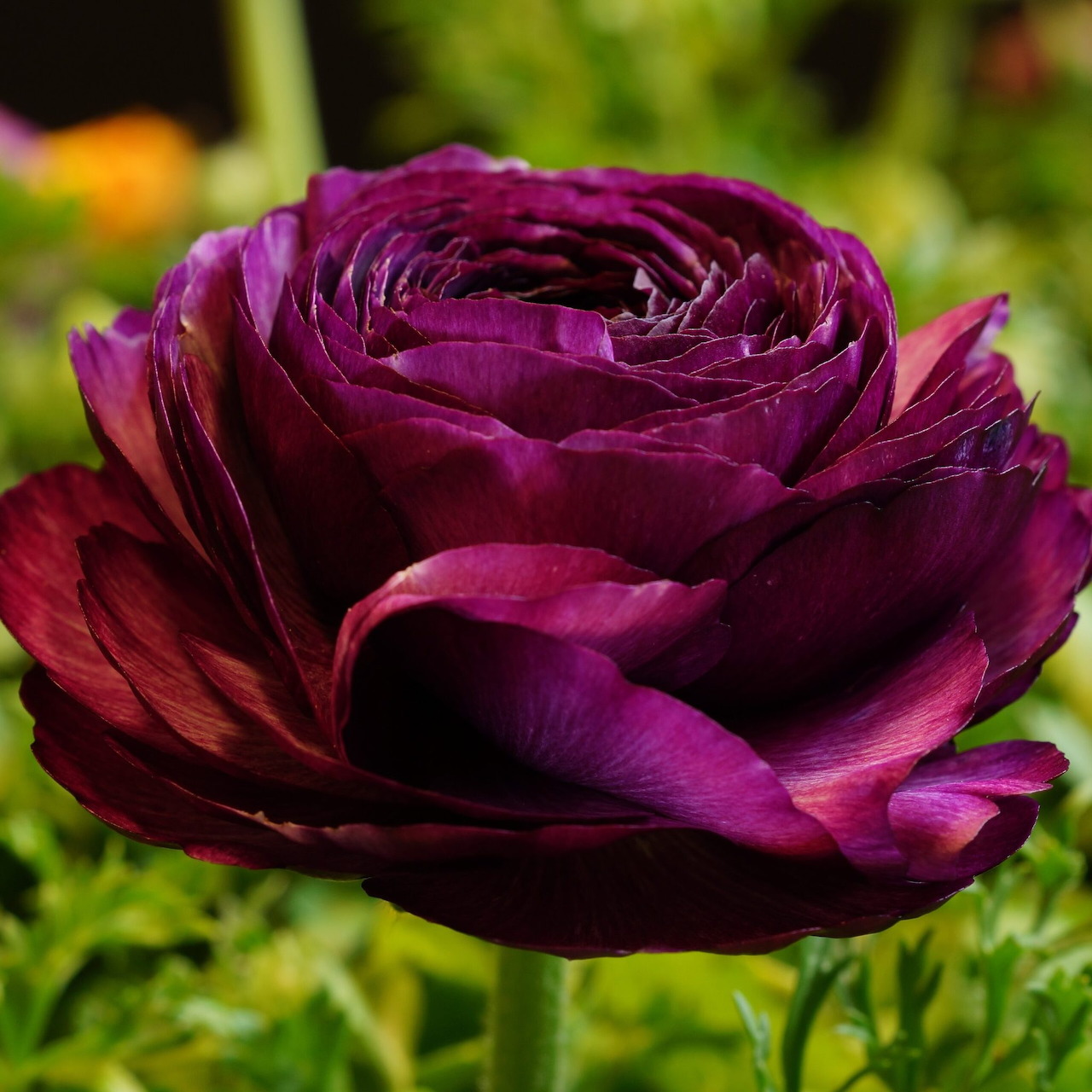 Deep purple ranunculus flower with layered petals in sharp focus against soft green foliage background