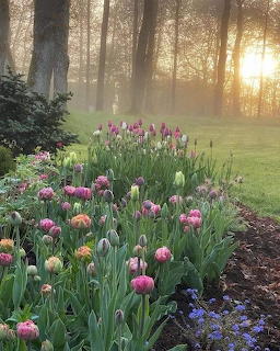 Colorful tulip flower bed in a misty garden with golden sunrise light streaming through trees