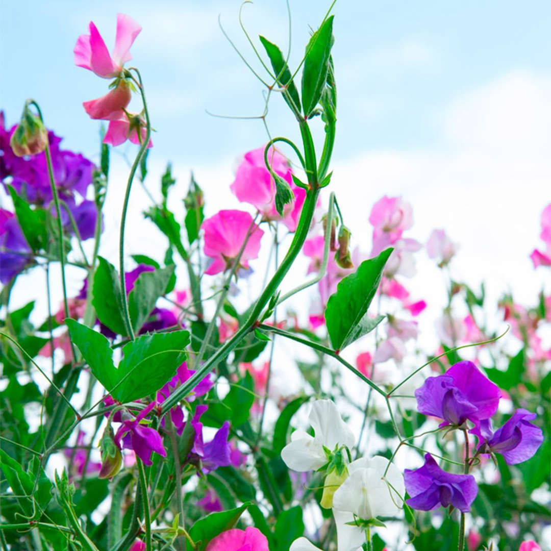 Pink, purple, and white sweet pea flowers with green vines against a blue sky
