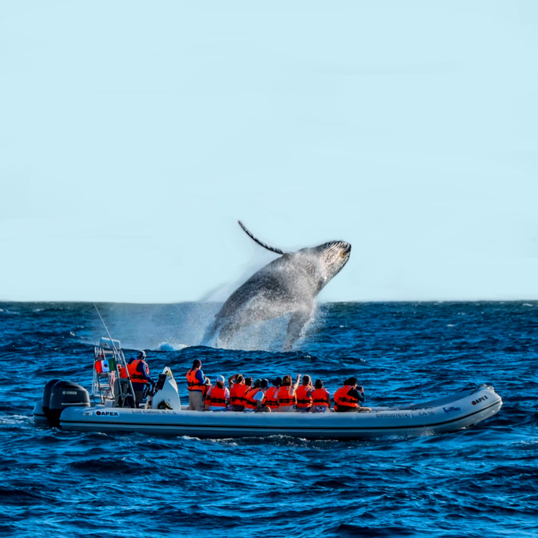 Whale breaching beside an inflatable tour boat on the open ocean