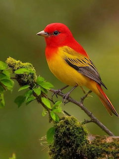 Red and yellow songbird perched on a mosy branch with green blurred background