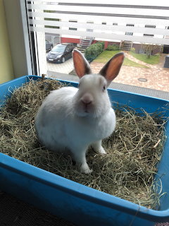White rabbit sitting in a blue tray filled with hay beside a window