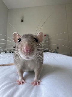 Close-up of a grey pet rat with long whiskers standing on a white bed looking at the camera