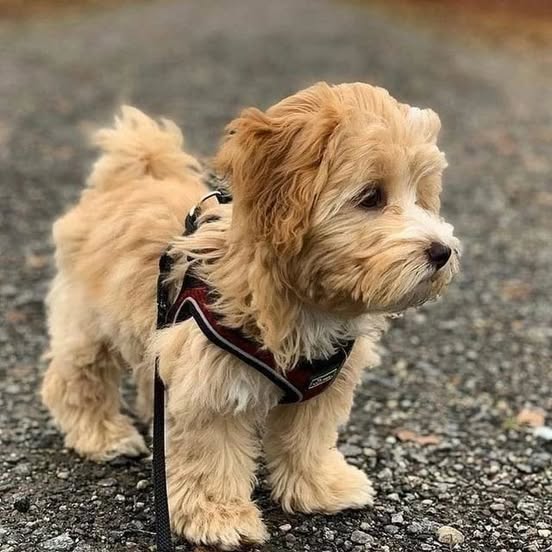 Small fluffy tan puppy with wavy coat wearing plaid harness outdoors