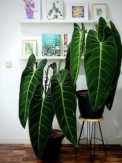 Philodendron melanochrysum with large dark green velvety leaves in a black pot on a wooden stool indoors