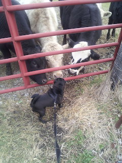 Black dog next to cows behind red metal gate on farm