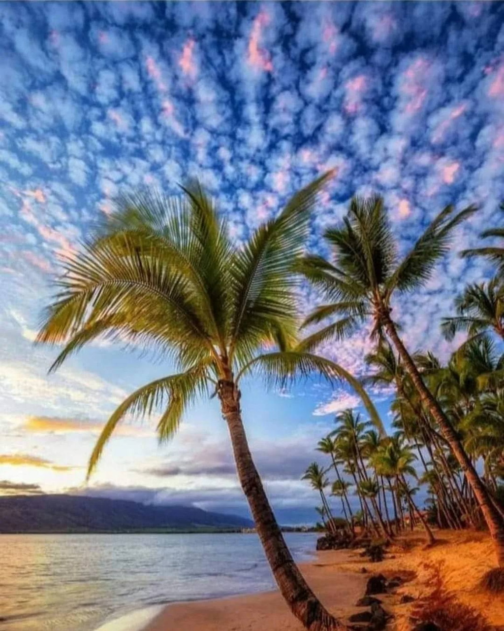 Tropical Palm Beach