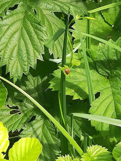 Green Leaves Closeup
