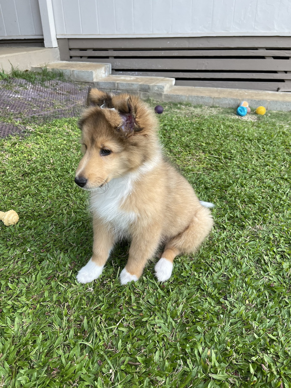 Sable and white Sheltie puppy sitting on grass looking to the side