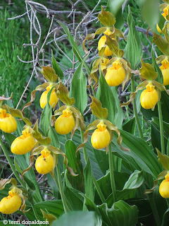 Yellow Lady's Slipper Orchids
