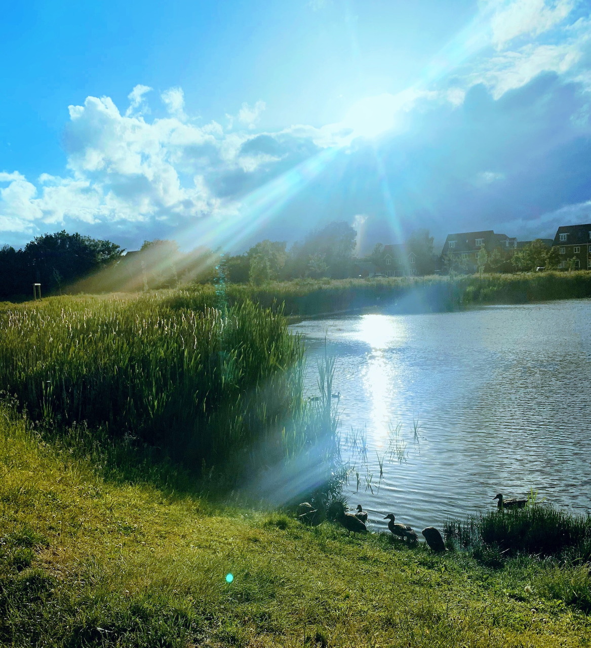 Sun Over the Pond