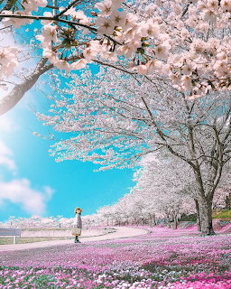 Person standing under bloming cherry blossom trees with pink petals on the ground and blue sky