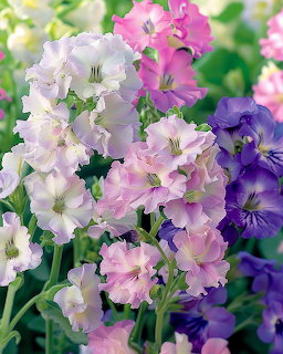 Cluster of pastel pink, white, and purple stock flowers with green leaves