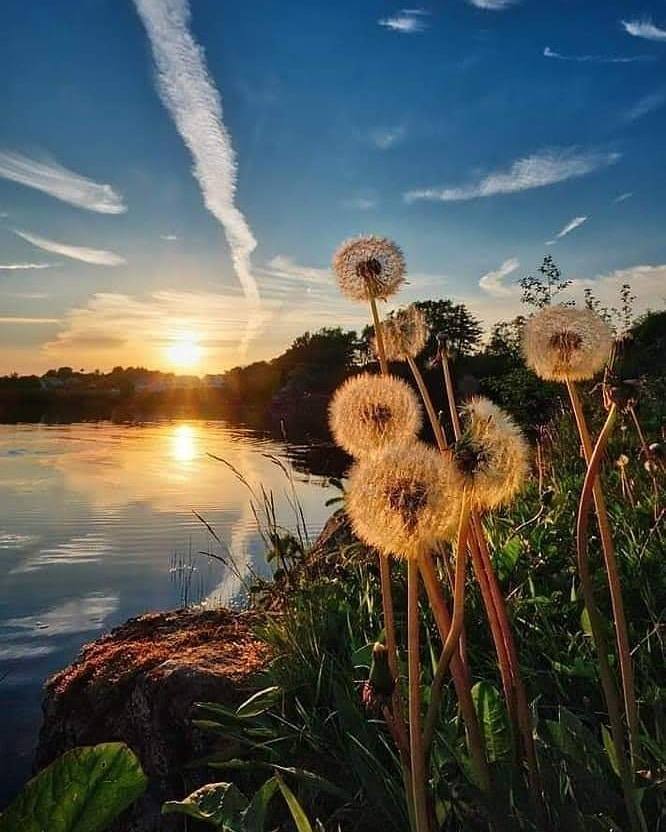 Dandelion seed heads by a lakeshore at sunset with golden reflections on calm water