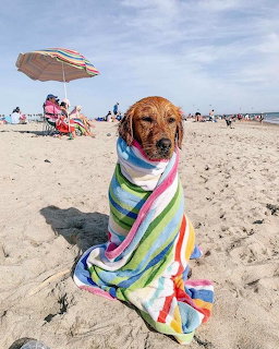 Golden Retriever Beach Towel