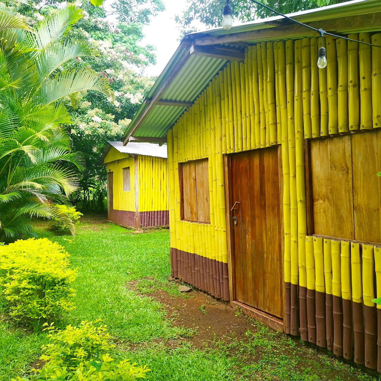 Yellow corrugated cabin with wood doors in tropical jungle setting