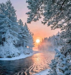 Snow-covered pine trees lining a misty river at sunrise in winter