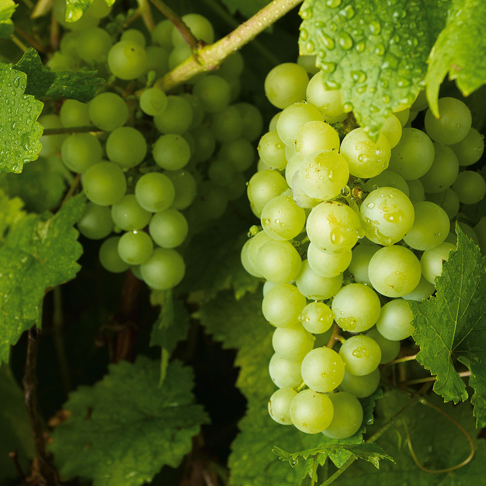 Close-up of green grape clusters hanging on a vine with leaves