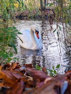 White swan swimming on a reflective pond with fallen autumn leaves and green reeds in the foreground.