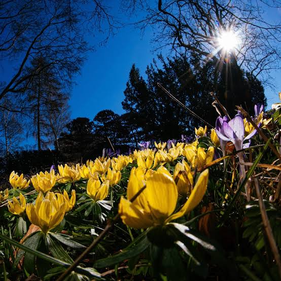 Yellow crocus flowers in foreground with bright sun shining through dark trees against blue sky