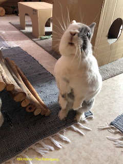 White fluffy rabbit sitting on striped rug indoors