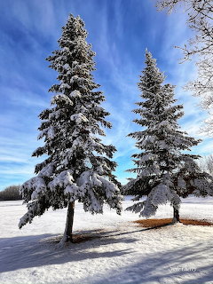 Two snow-covered pine trees standing in a snowy field under a bright blue sky with wispy clouds