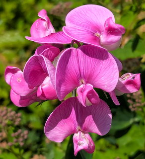 Bright pink sweet pea flowers with ruffled petals in full bloom against green foliage