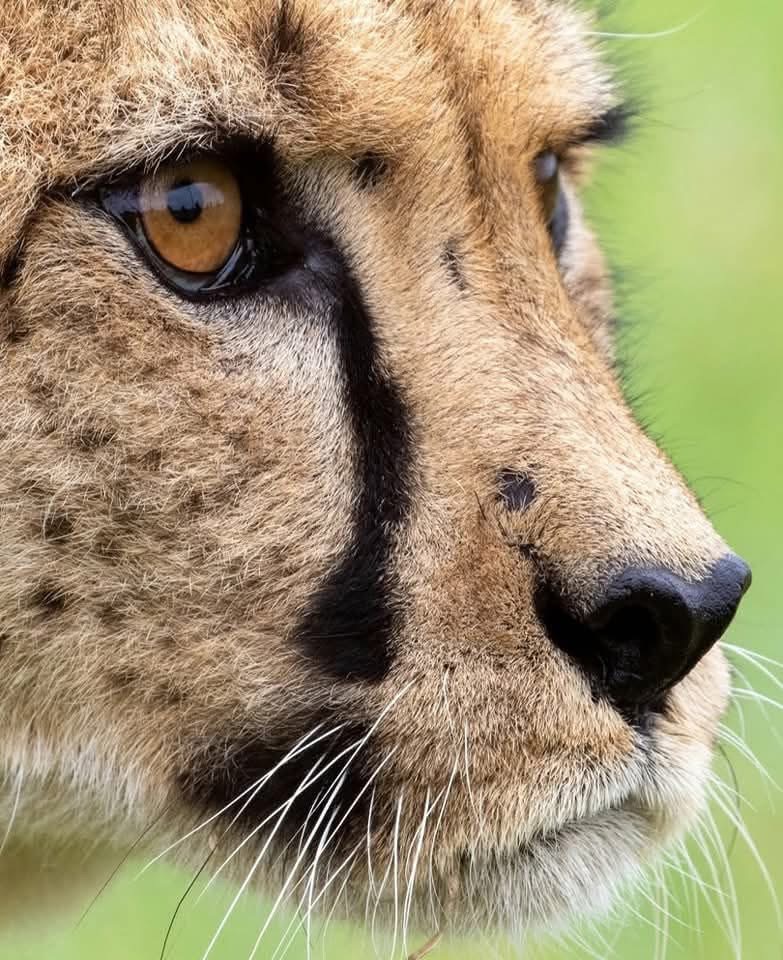 Close-up of a cheetah's face with spotted fur and amber eyes