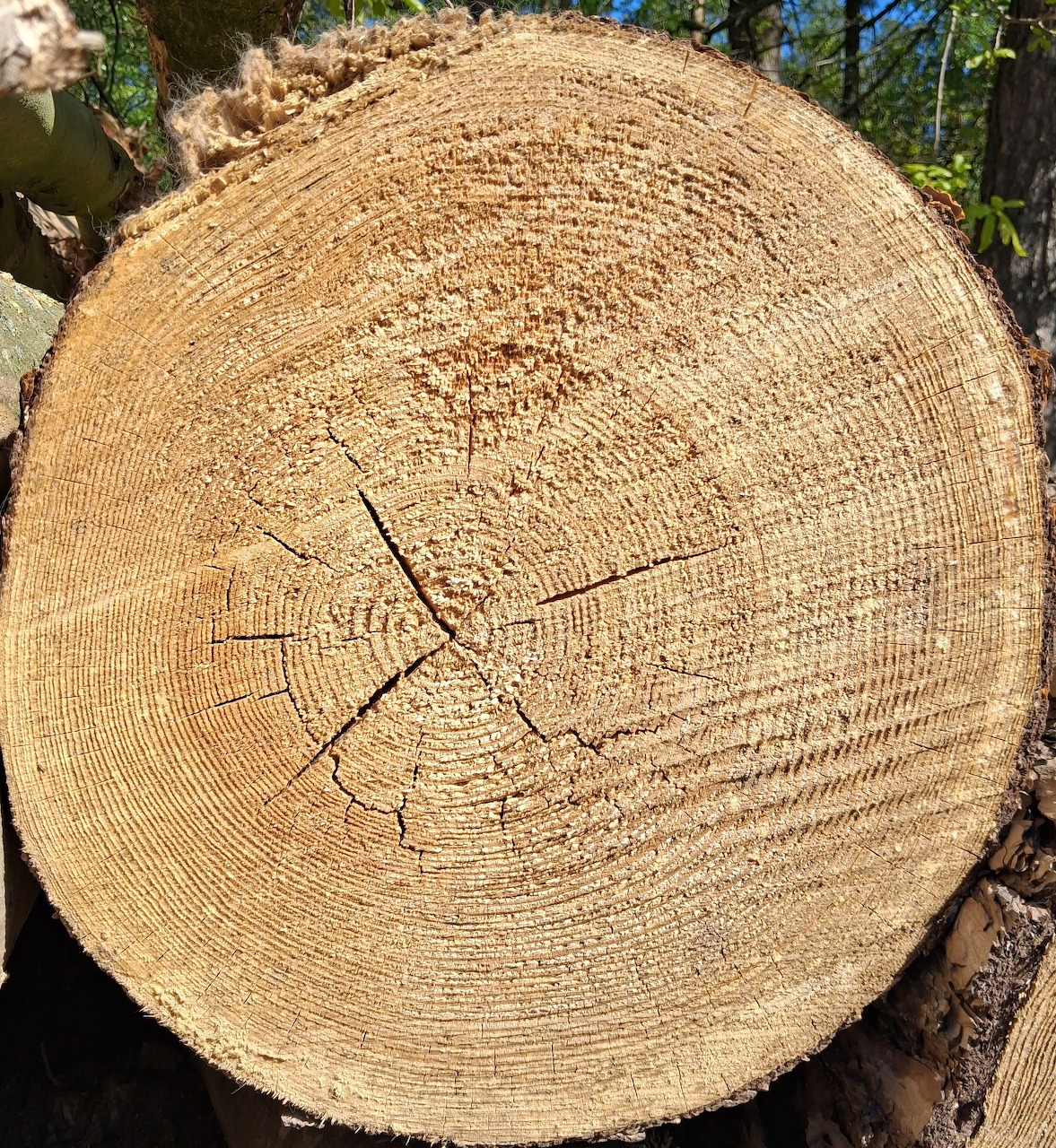 Close-up of a cut tree trunk cross section with visible growth rings and cracks
