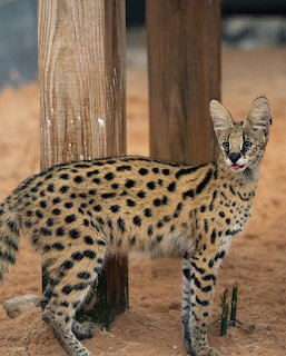 Vantara Serval