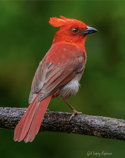 Orange-red crested bird with gray wings perched on a wooden branch against green blurred background