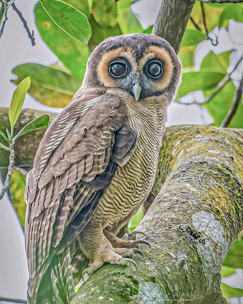 Owl on Mossy Branch