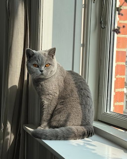 Gray cat sitting on white windowsill next to open window with sunlight