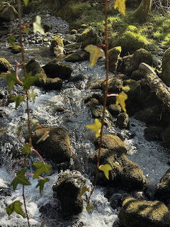 Moss-covered rocks in a green natural landscape