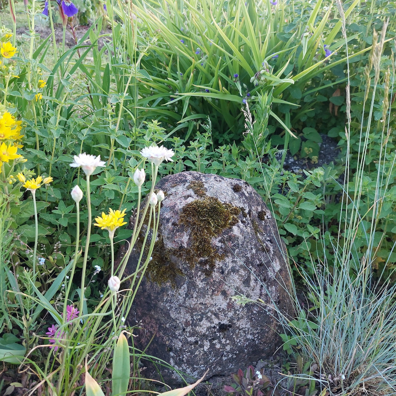 Moss-covered stone surrounded by grasses and small flowers in a garden