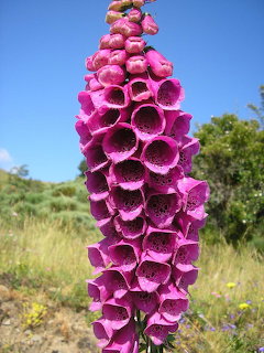 Foxglove Digitalis Purpurea