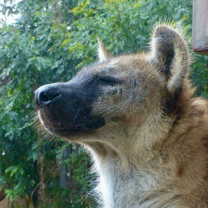 Hyena Profile Portrait