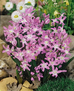 Purple Flowers