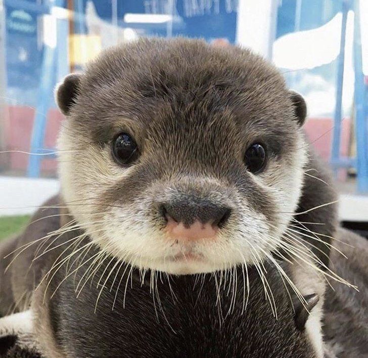 Close-up of an otter's face with prominent whiskers and dark eyes looking at camera