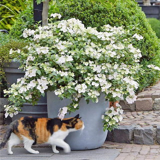 Cat and Hydrangea