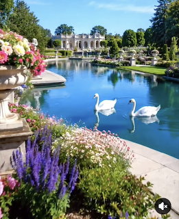 Two white swans on a calm garden pond with flowers and a stately manor in the background