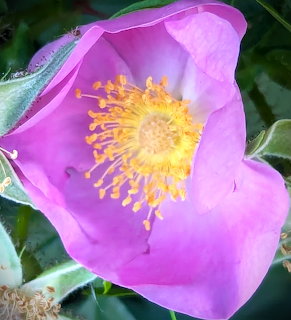 Pink Wild Rose Bloom