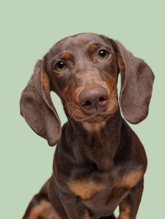 Brown dachshund dog portrait on light green background