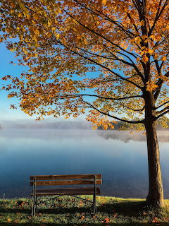 Wooden bench under an autumn tree beside a calm lake